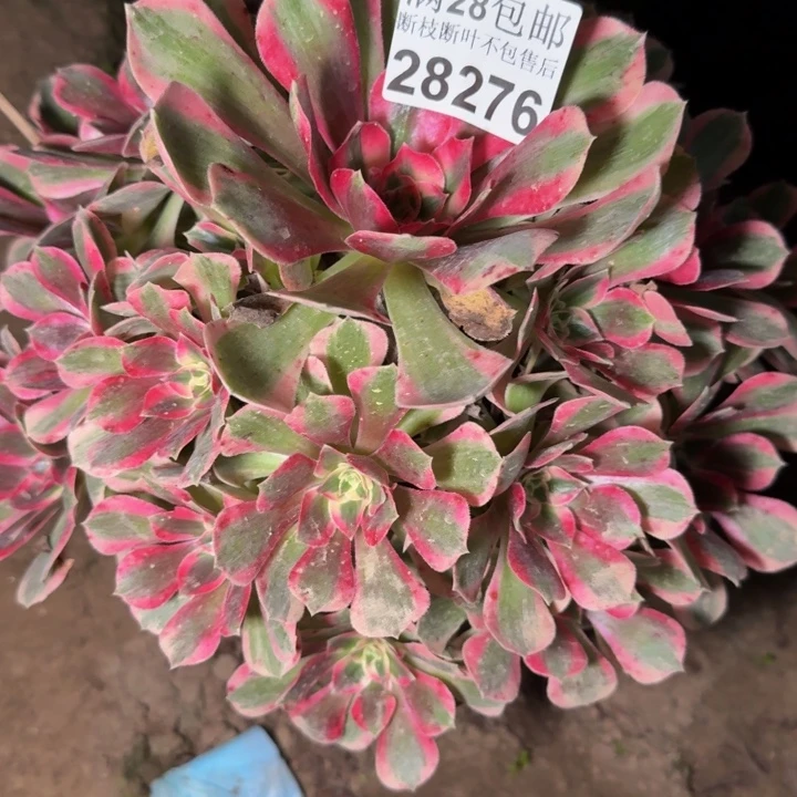 28276女郎多肉植物