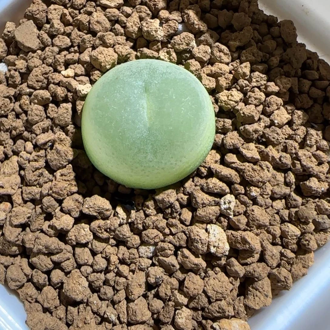 肉锥多肉植物组合-sh1200拉登1338