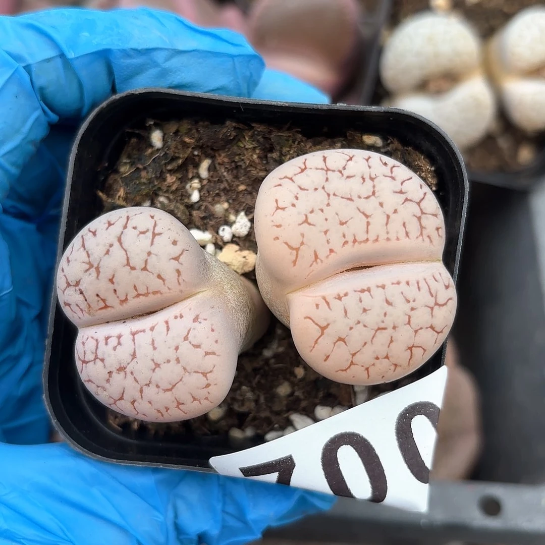 S**a700 生石花老母本 带盆土