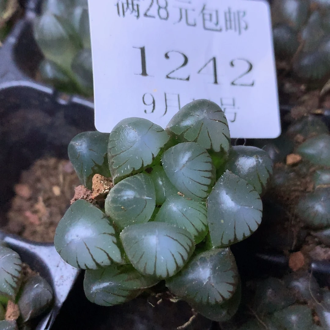 【闪购商品】云1242年