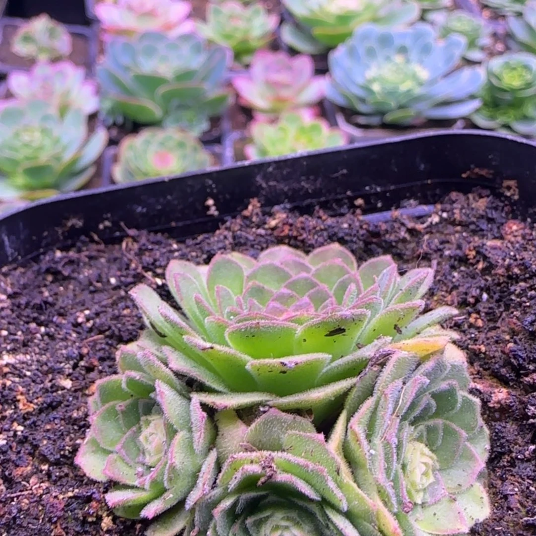 5厘米伊人玫瑰群1212424242