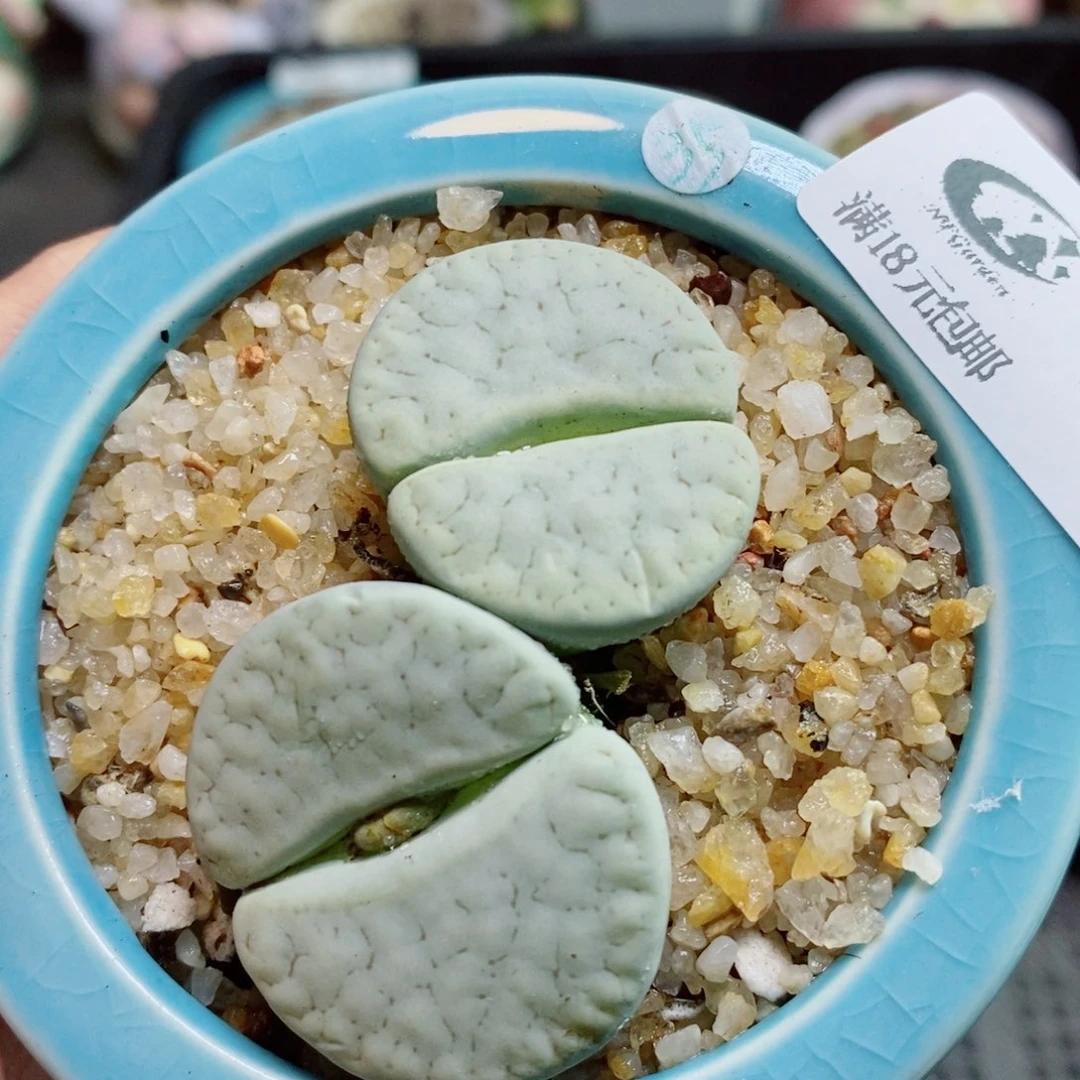 生石花花花花开了499