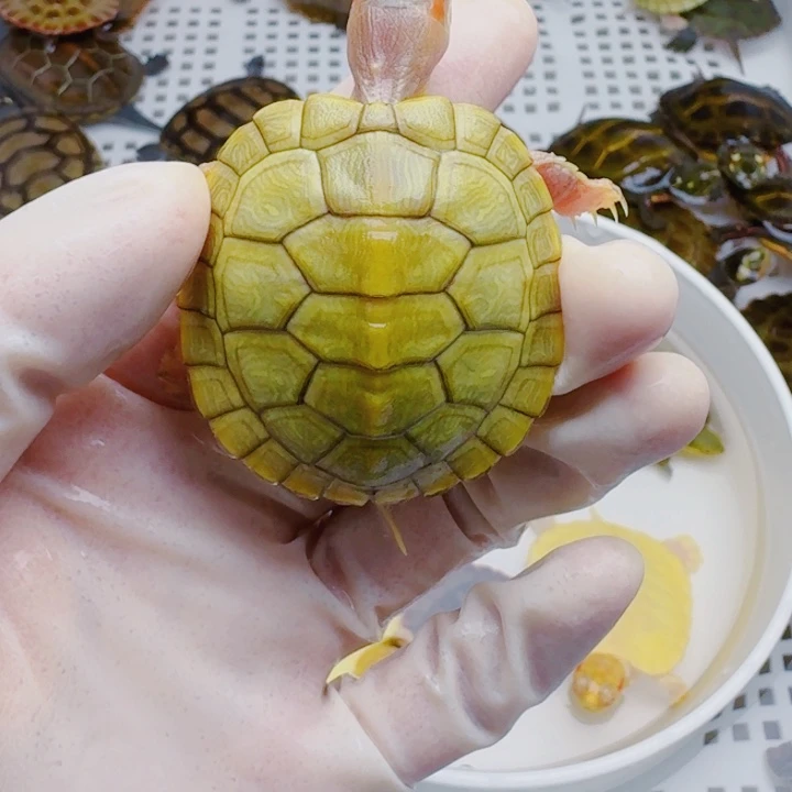 岳***）母宠物龟22222222222