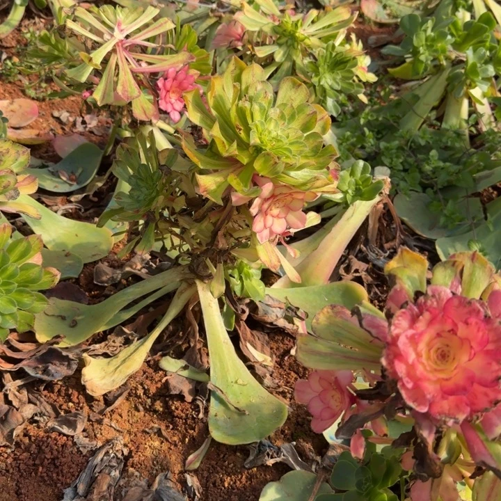 五颗发货随机五颗