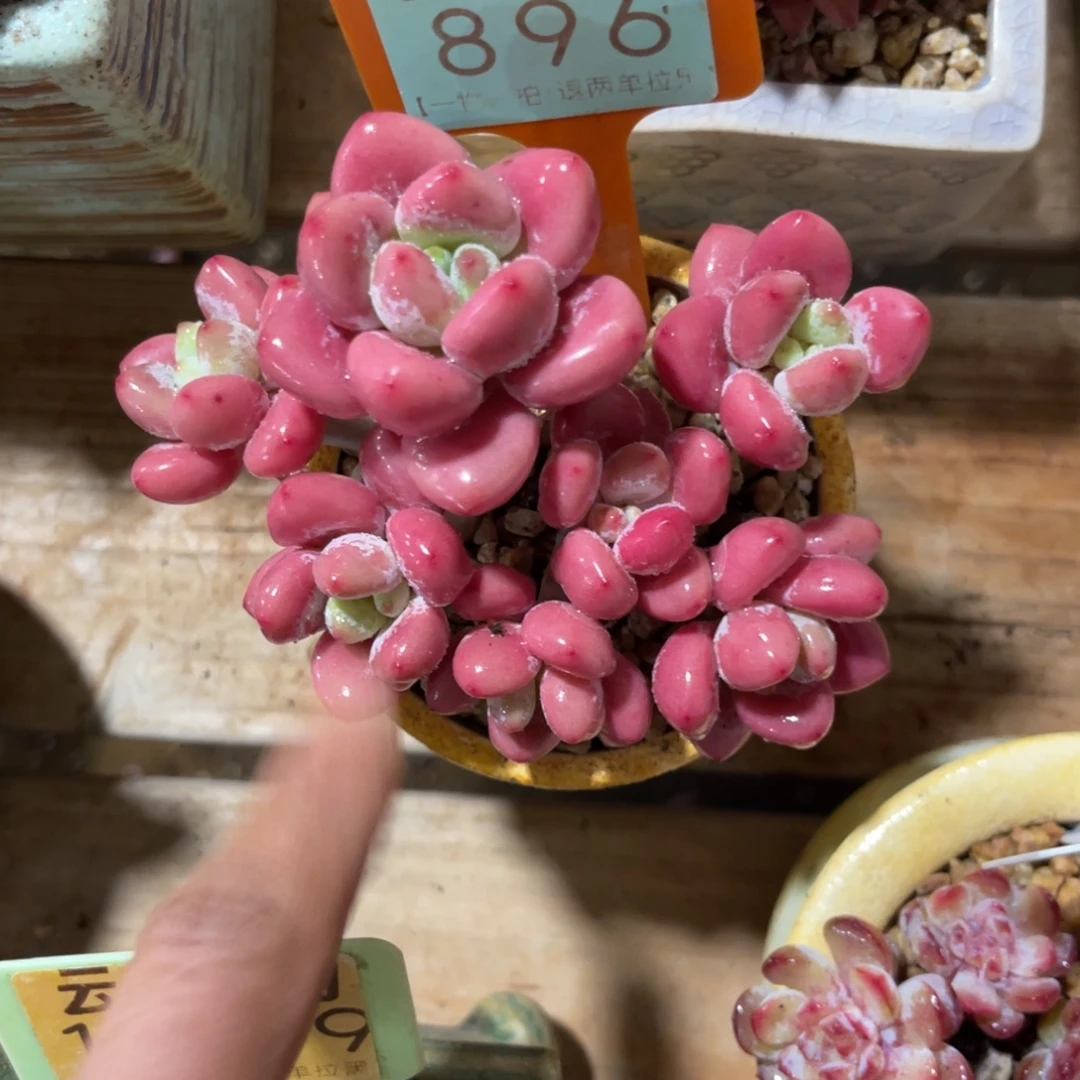 云尘多肉一物一拍不含盆896