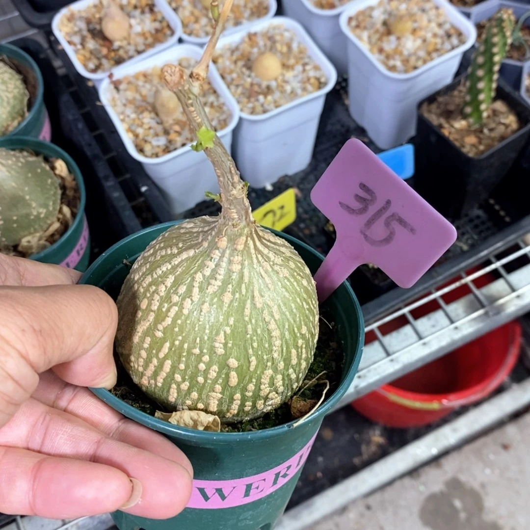 银叶睡布袋多肉植物
