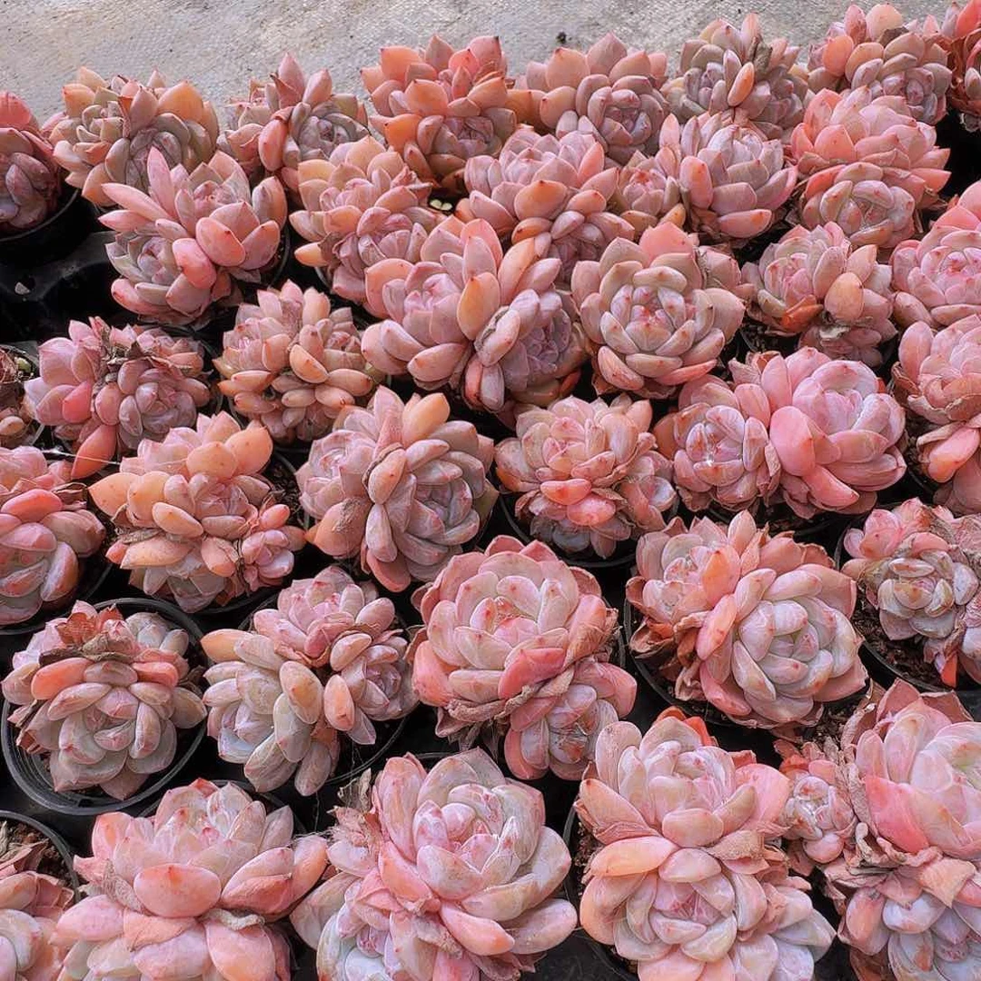 多肉植物石榴籽双三头随机发货