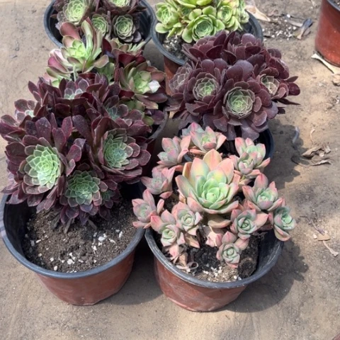 844多肉植物组合