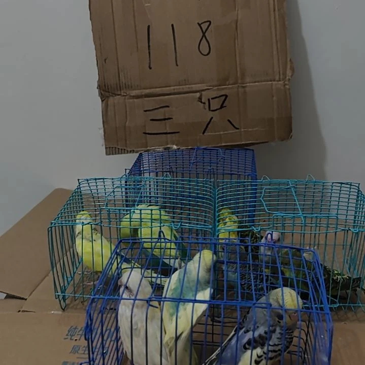 大头鹦鹉鹦鹉3只