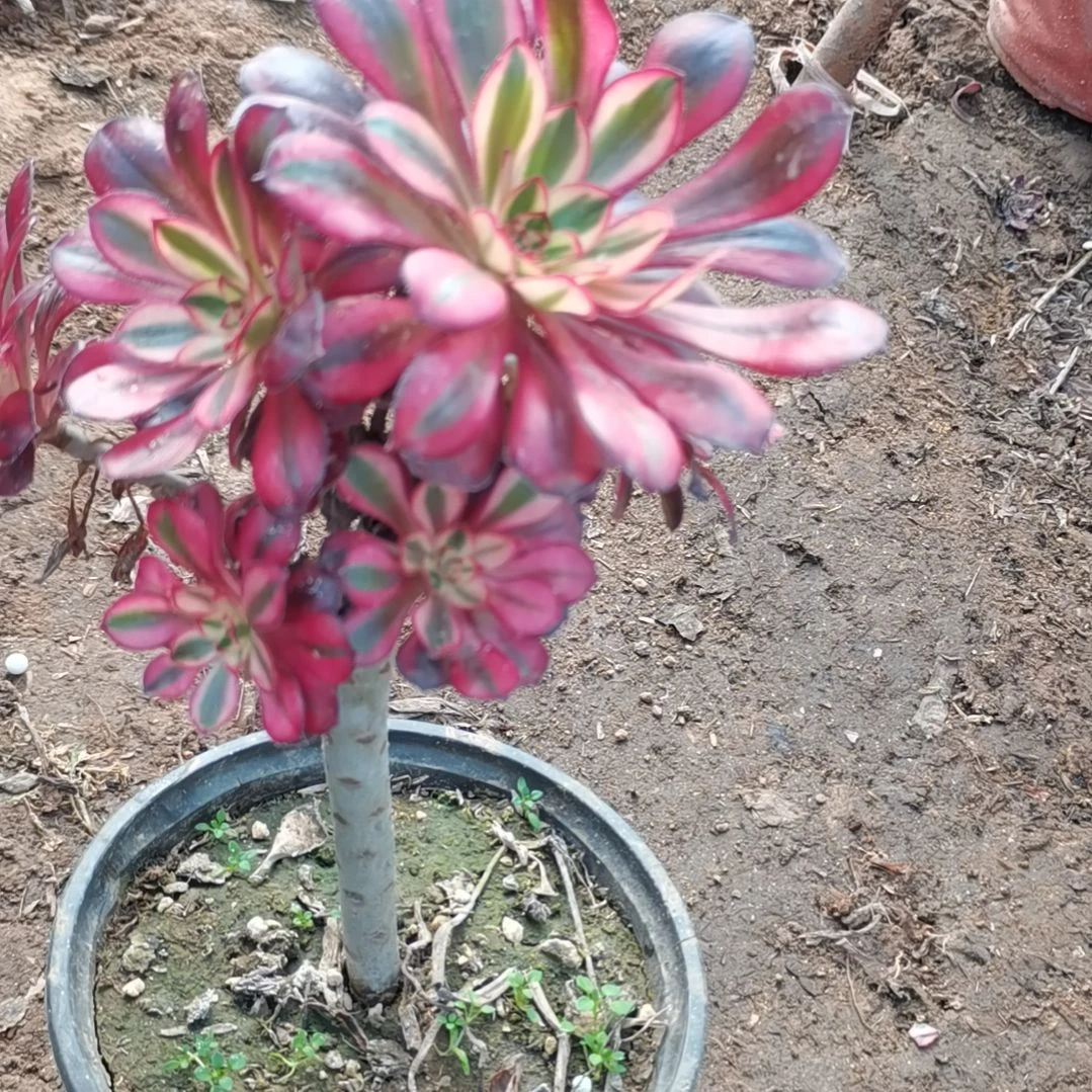 香奈儿多肉法师多肉70