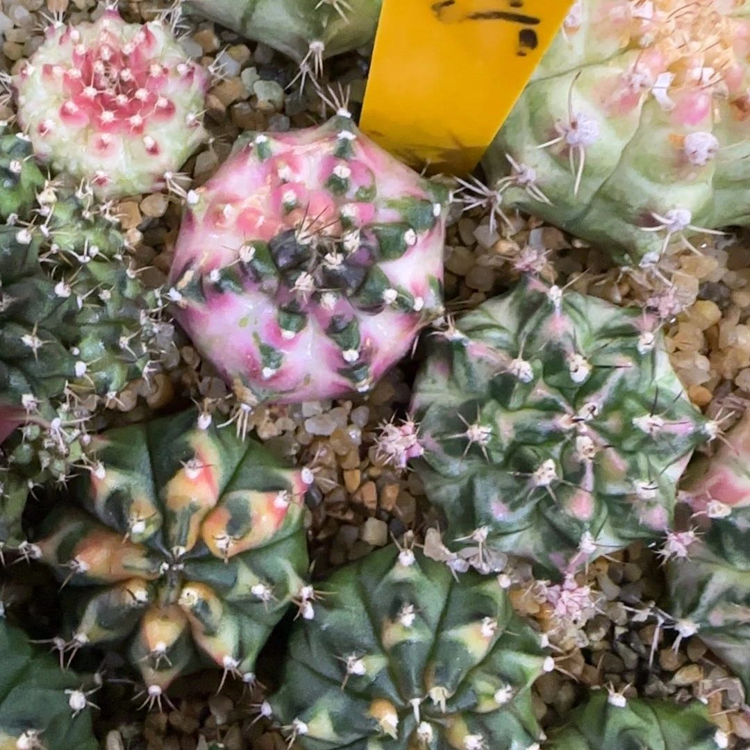 285-1228泰国发货多肉