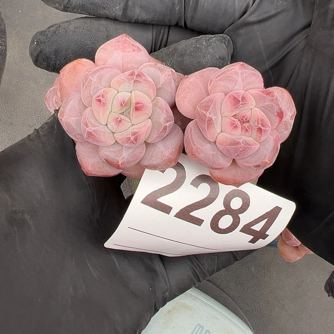 2284，双头紫梦露带盆