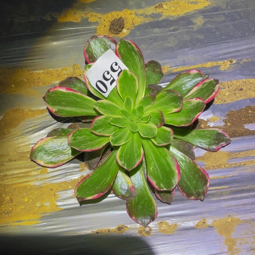 黑体万花筒多肉植物550