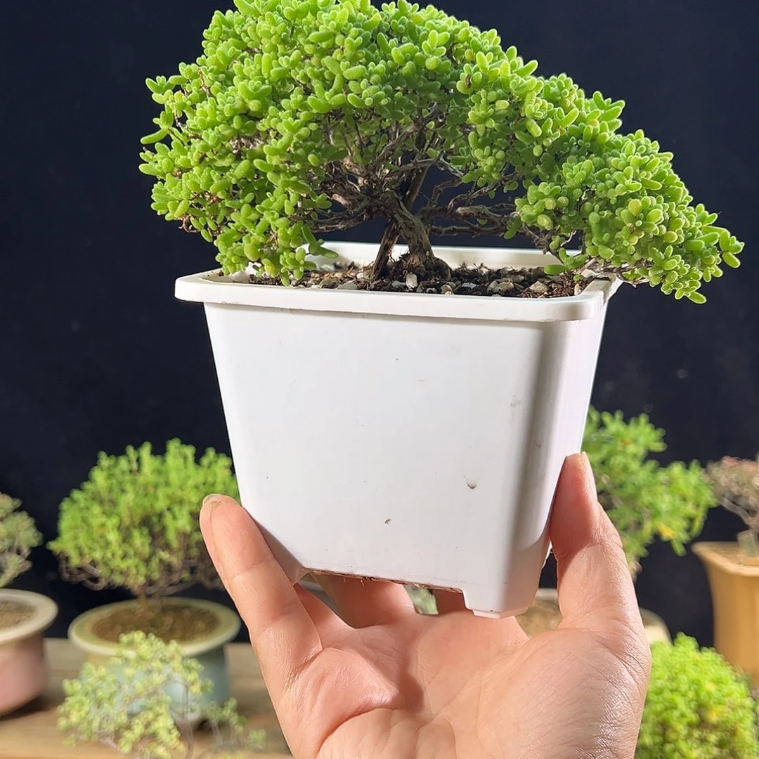 9号 蜜橘母本老桩造型