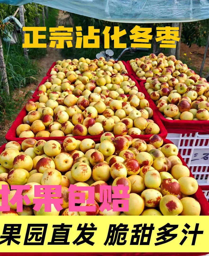 山东正宗沾化冬枣 新鲜脆甜当季水果