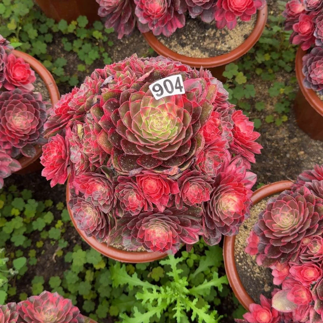 904多肉植物多肉植物
