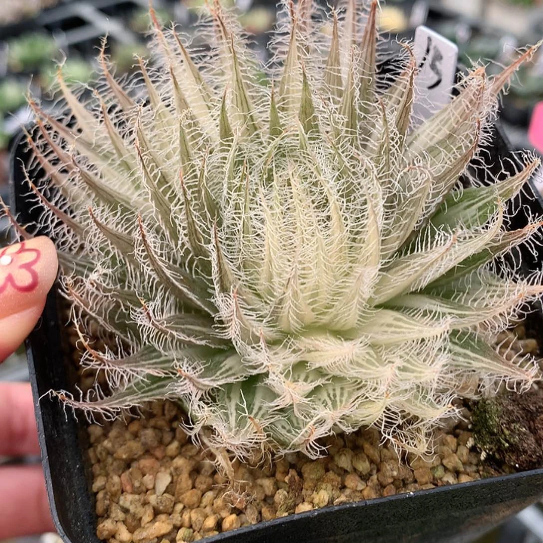 13号实生原始种玉露锦