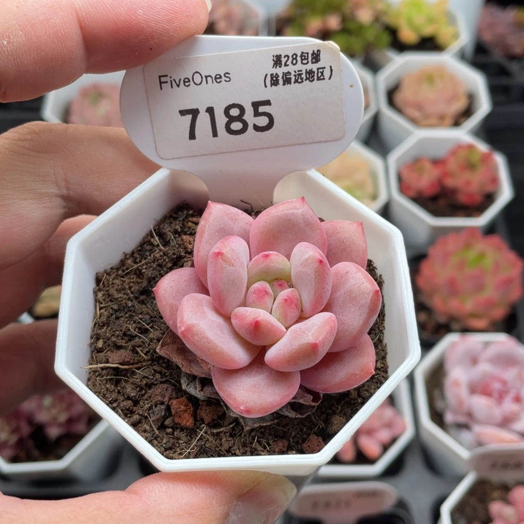 林依晨7185-4厘米