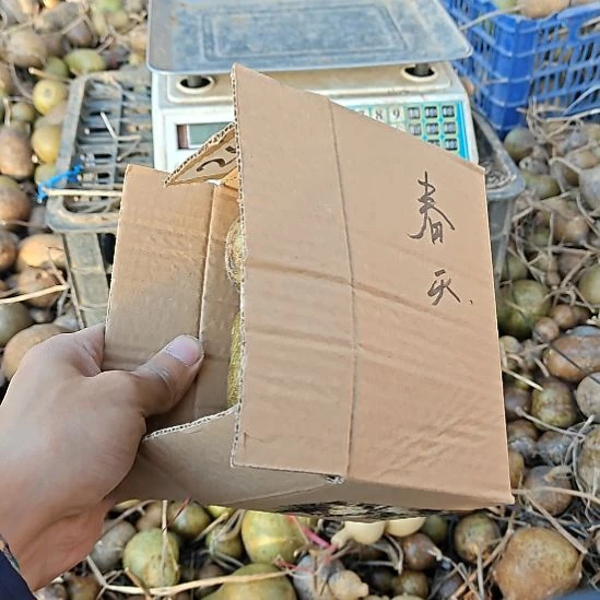 春***天一箱脏脏的葫芦小葫芦