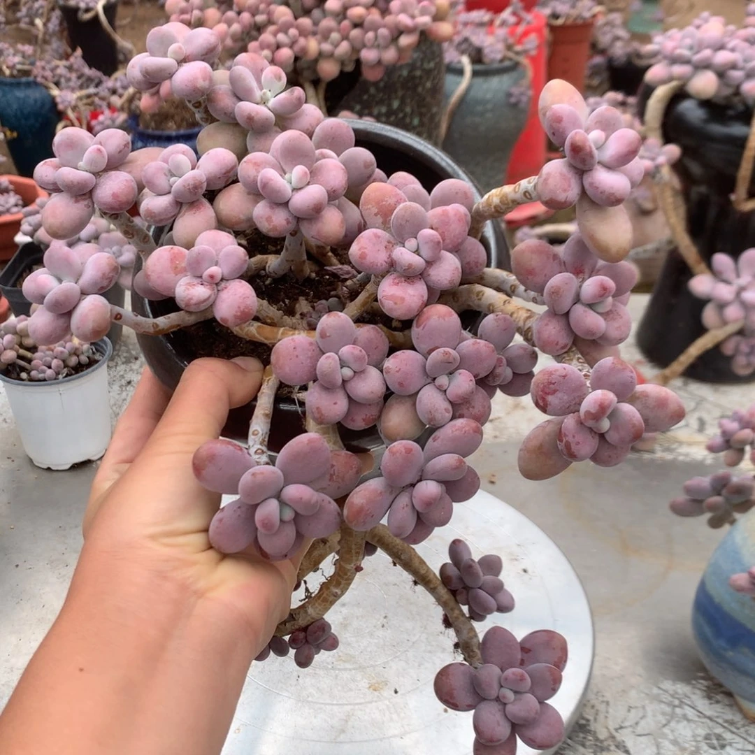 桃蛋老桩不带盆1号