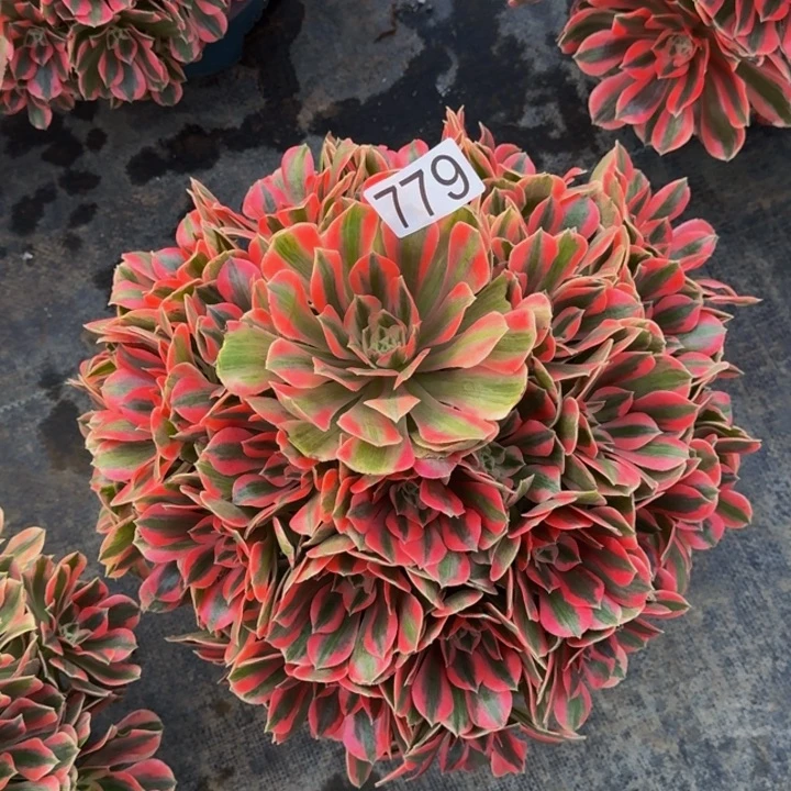 无花朵0000000779女妖