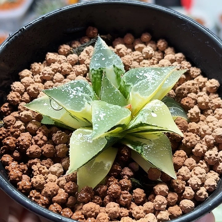 十二卷多肉酒吞童子