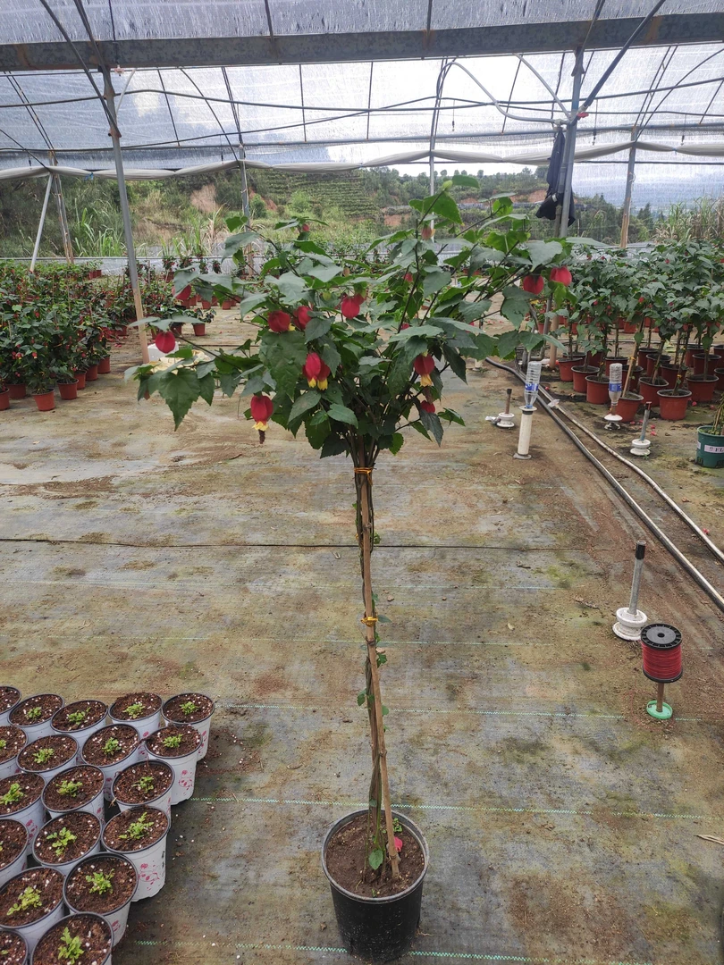 灯笼花苗盆栽带花苞四季开花可种于室内外庭院的花卉绿植