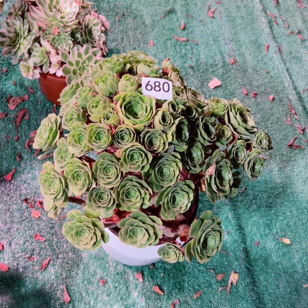 680五彩琉璃法师多肉植物