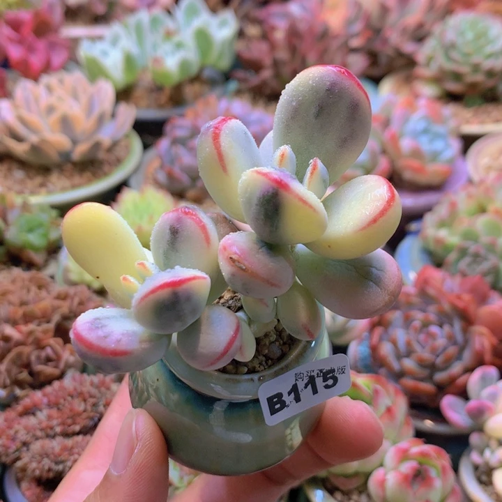 一物一拍含盆土满38包邮B115