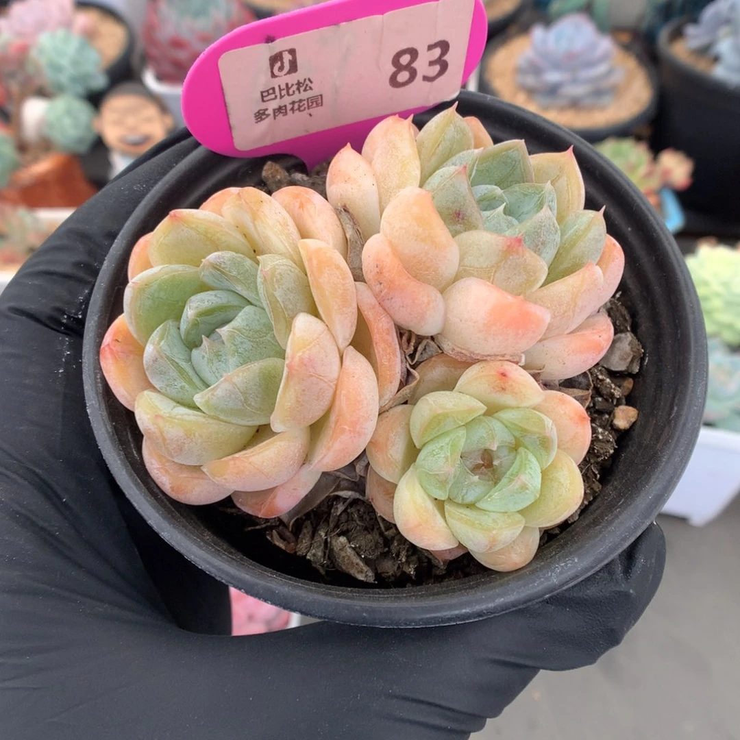 83 胖虎多肉多肉多肉