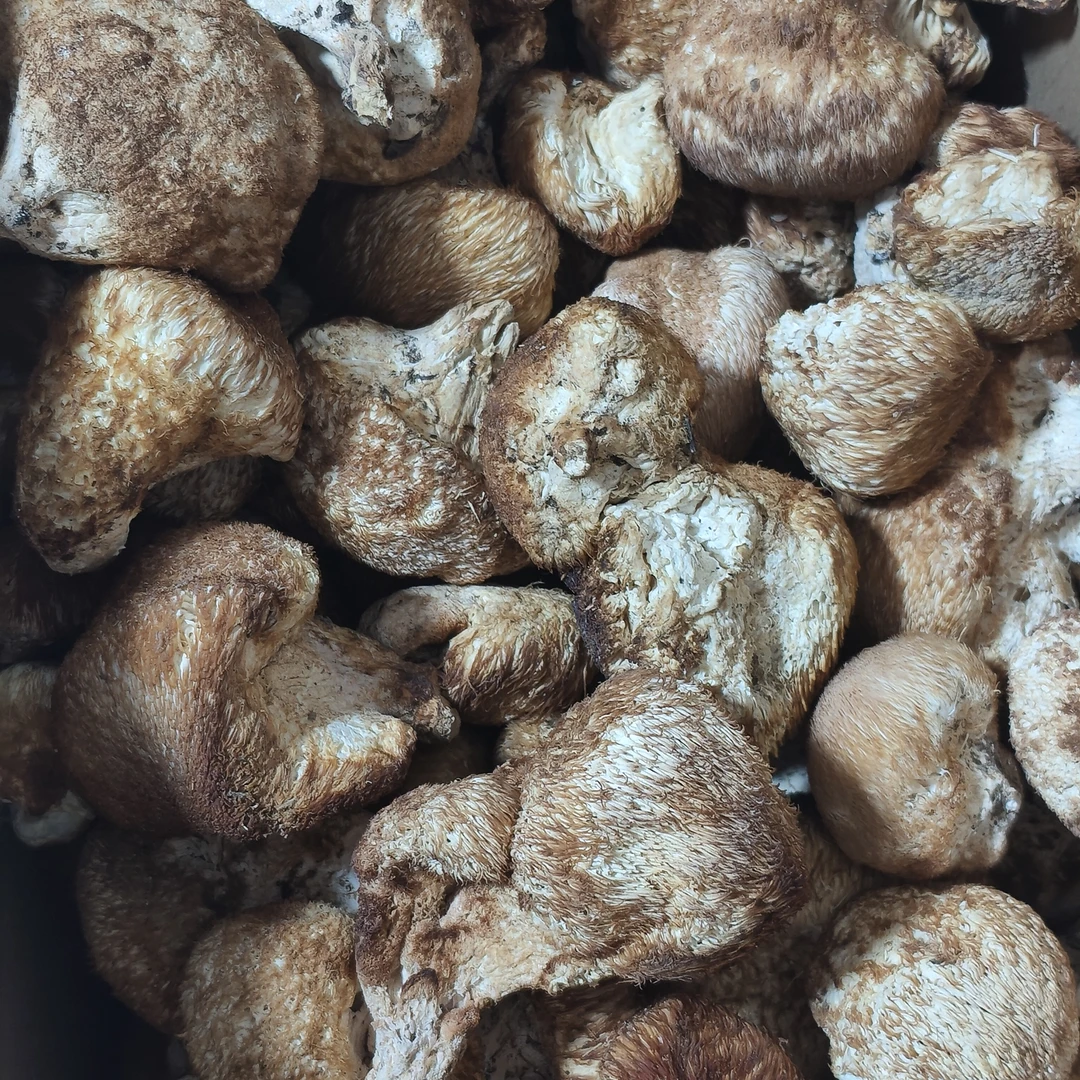 东北野生  猴头菇  自然晾晒