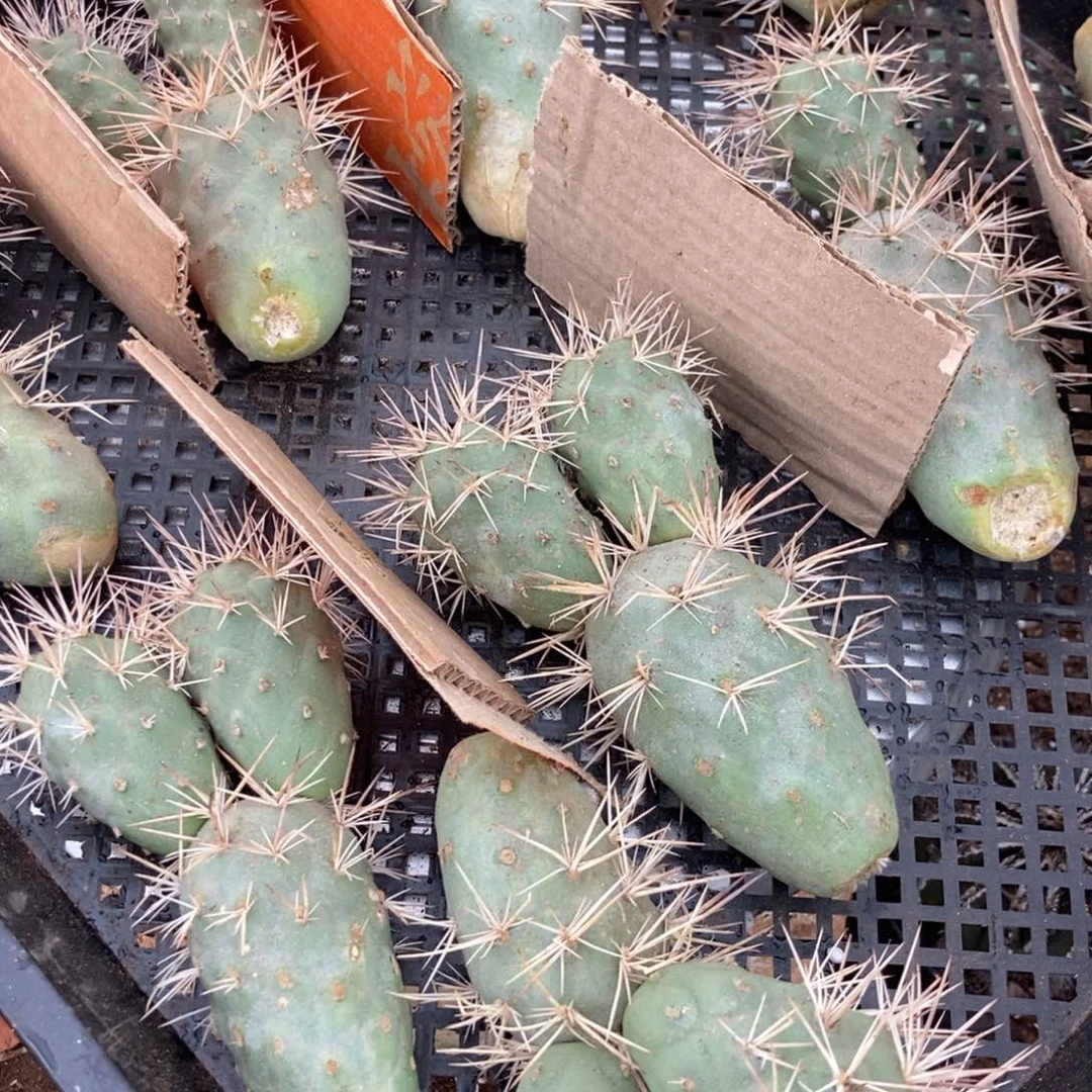 20-17习志野随机仙人球