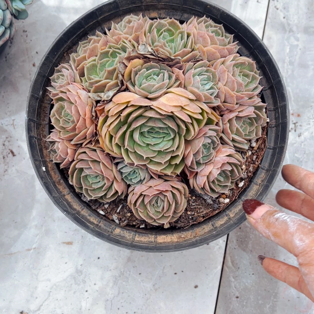 琳***多肉植物组合盆栽