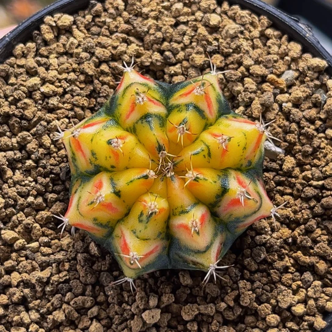 幻影骑士 米哈仙人球