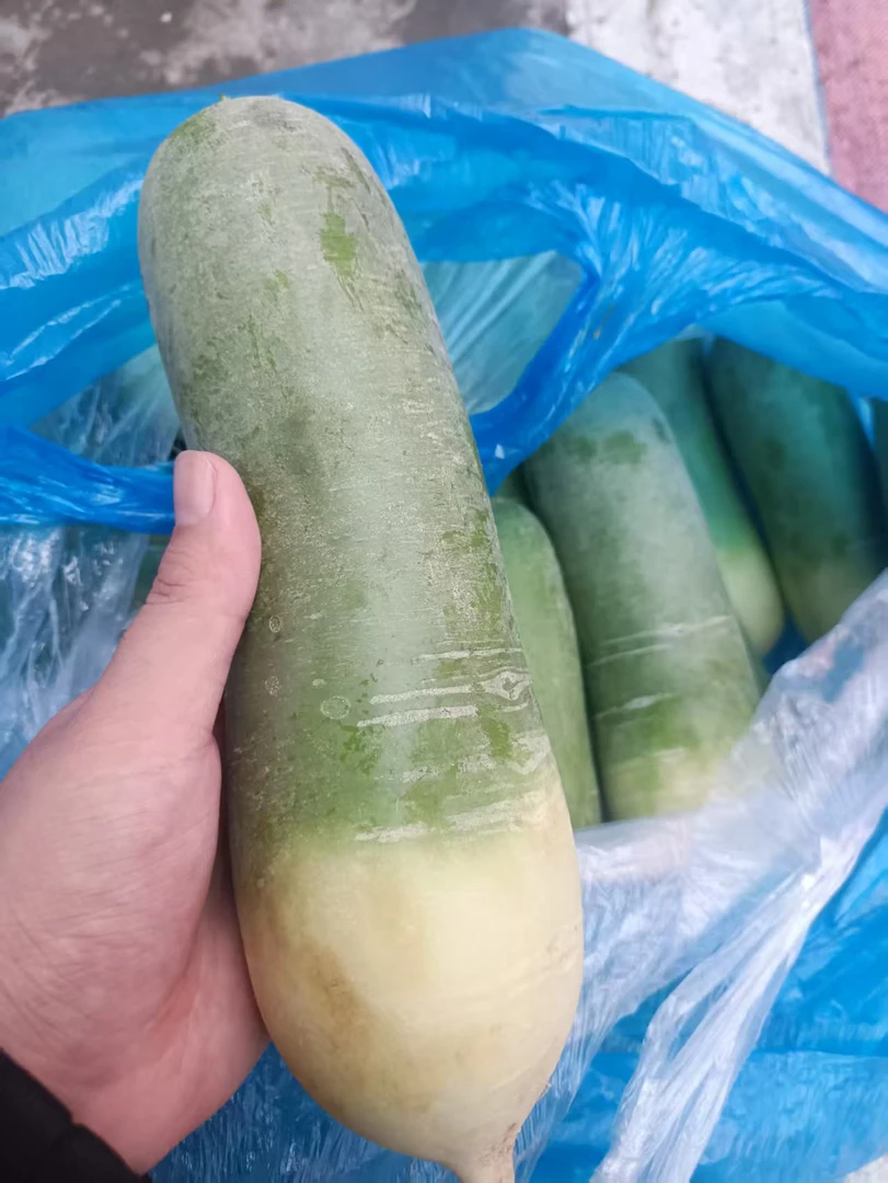 【青萝卜】新鲜现摘青萝卜
