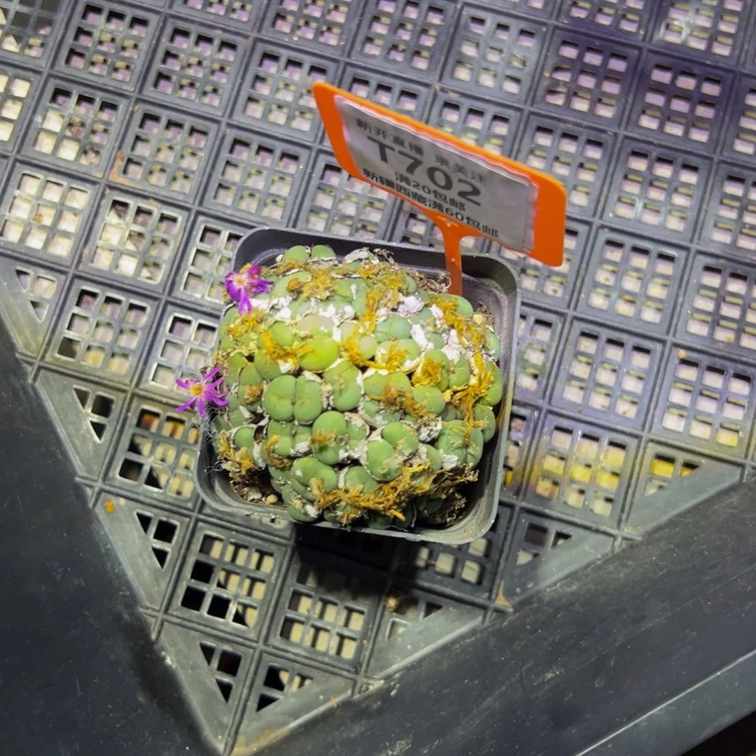 空***色702 一物一拍，默认有伤，介意勿拍，不退不换