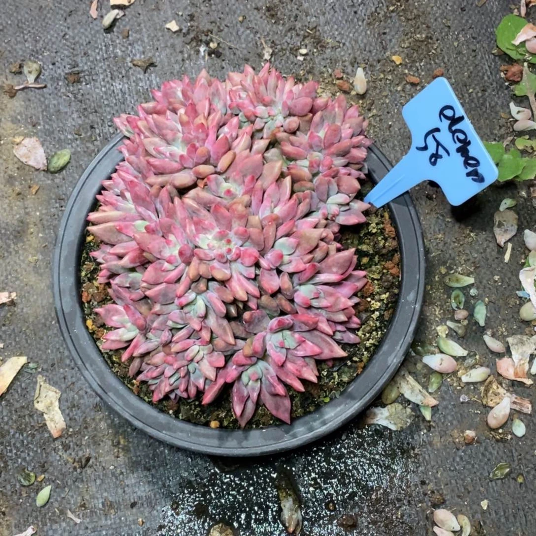 啊军喵多肉桃花缘