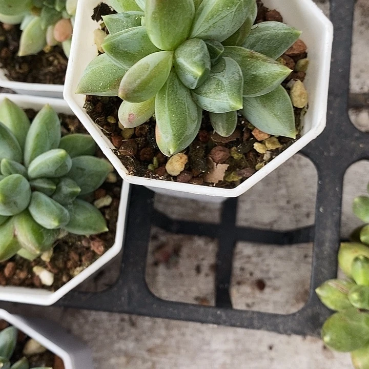 重楼1357899@m m m