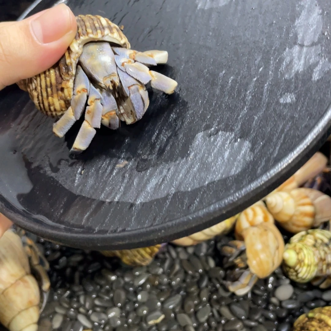 寄居蟹，寄居蟹，寄居蟹