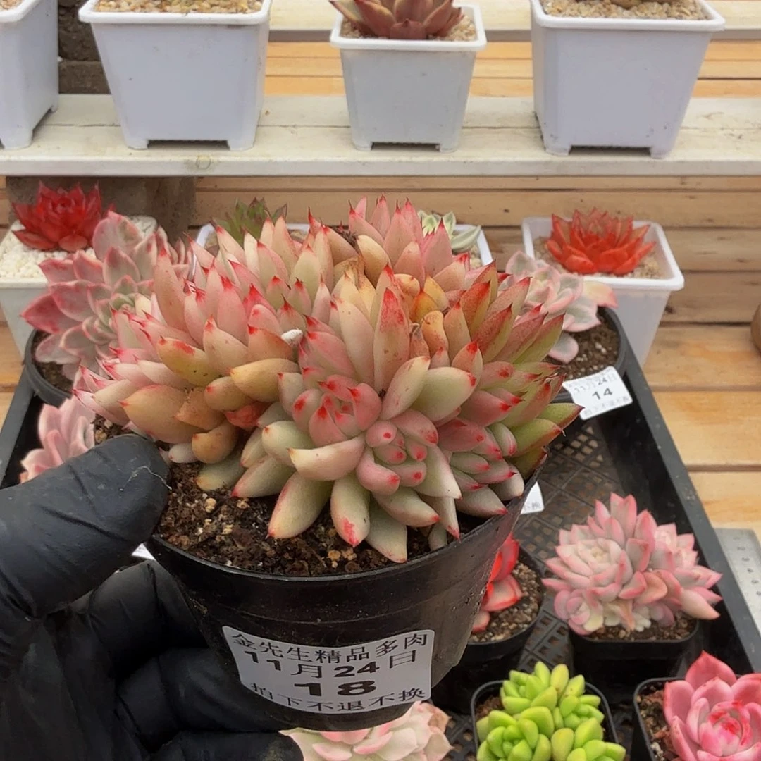 1124-18涂杆锦缀化