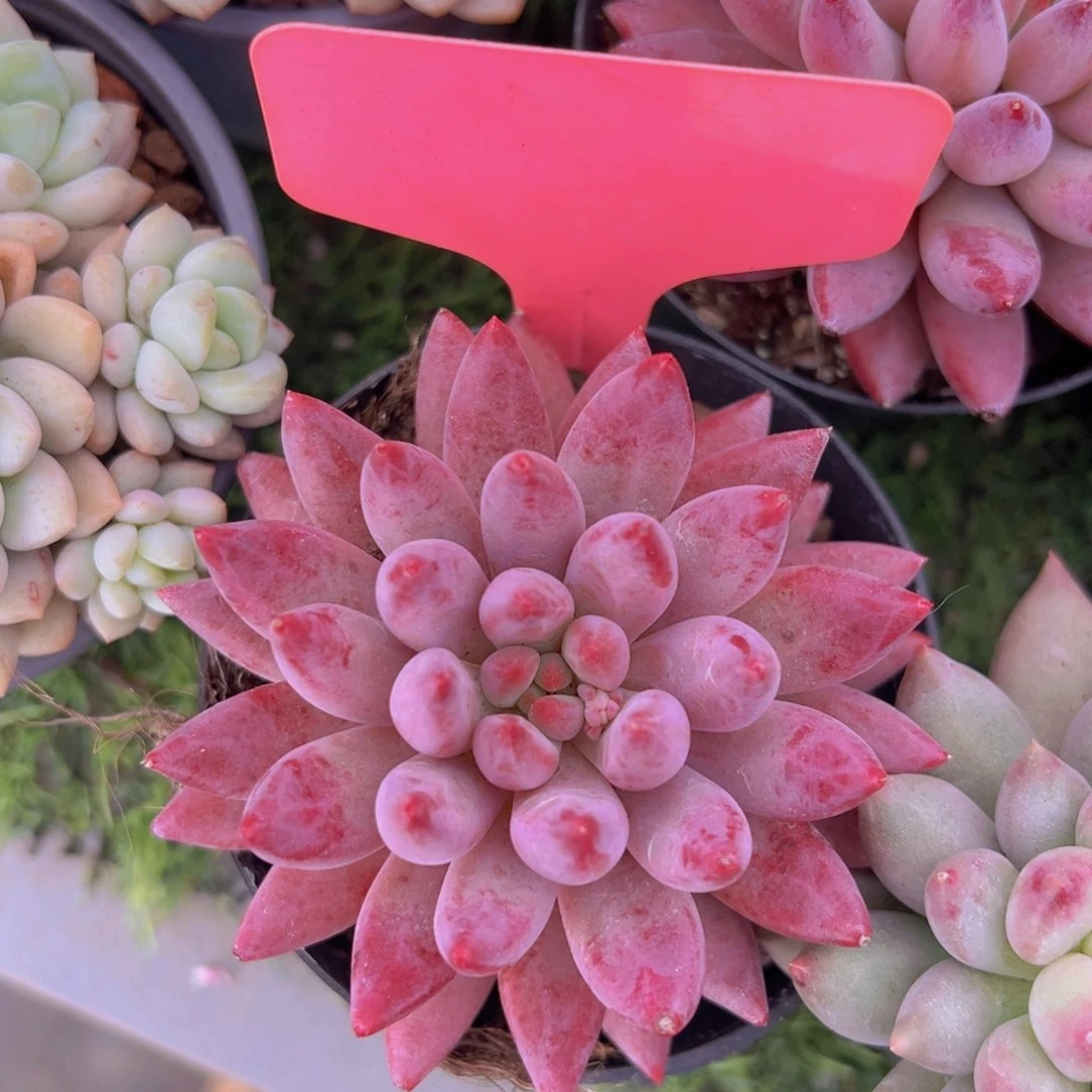 香玉的故事是一个人的故事