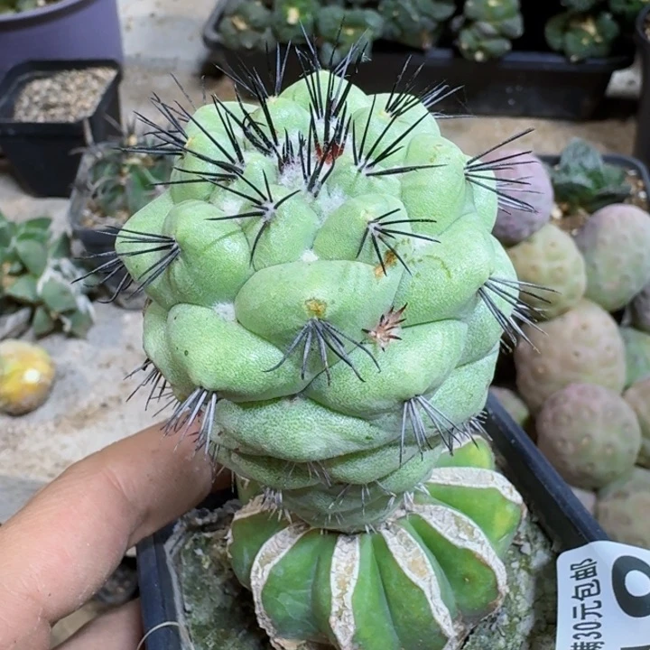 福利苗接大型帝王718