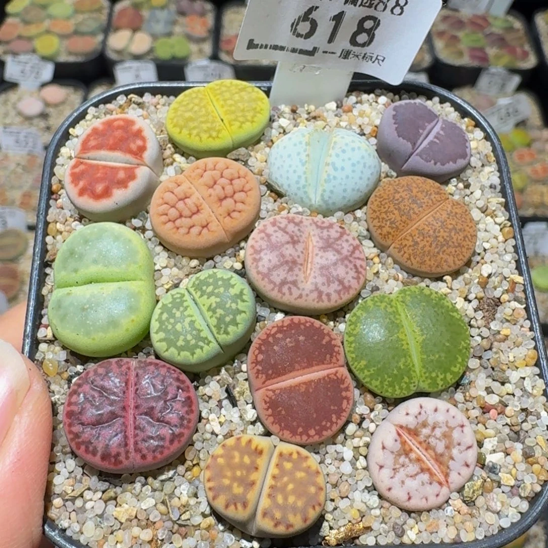 Ssss精品生石花618