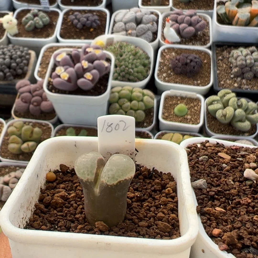 兜*** 23多肉植物百科植物