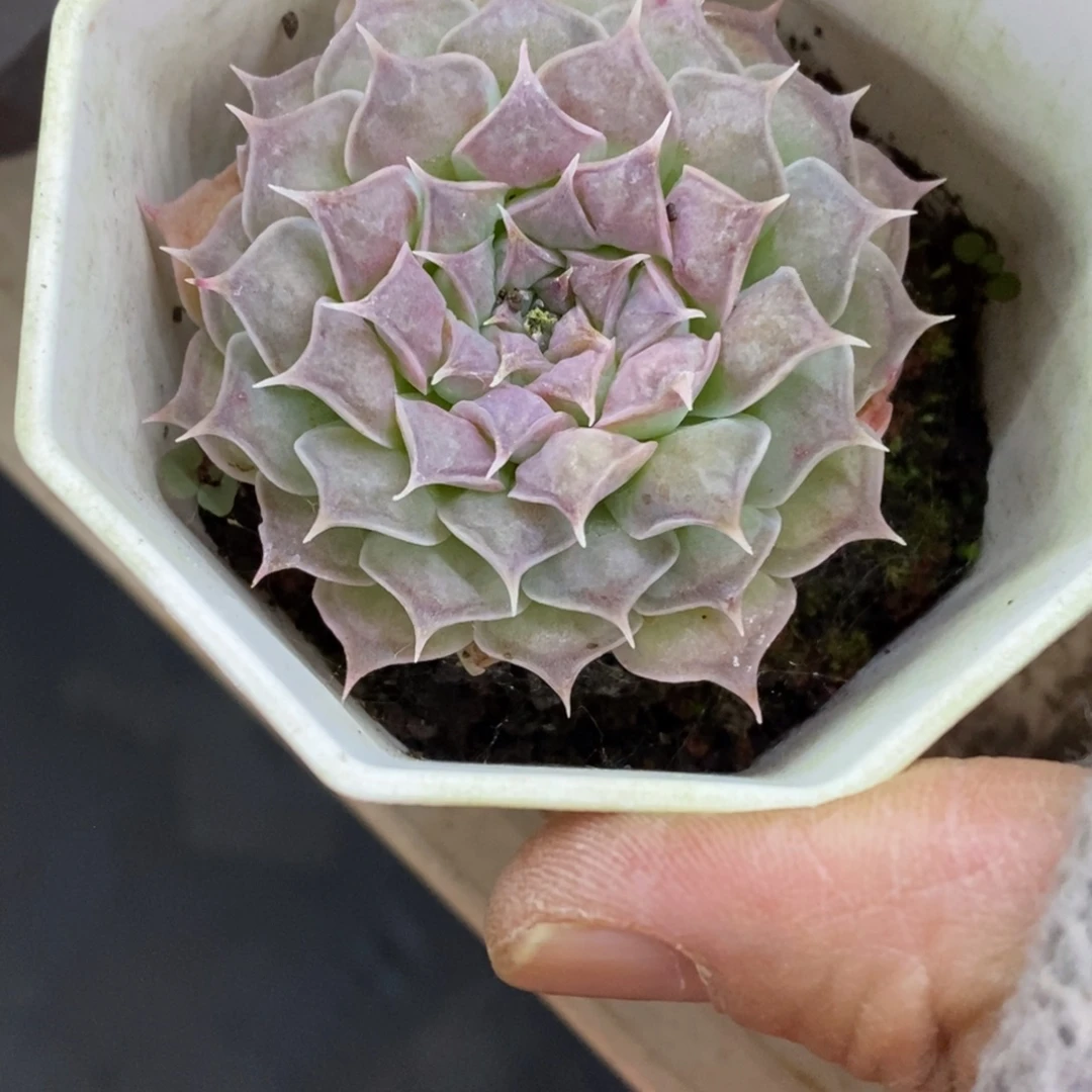 精品多肉一物一拍不包整74