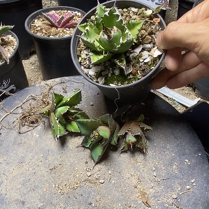龙舌兰科四个芽子