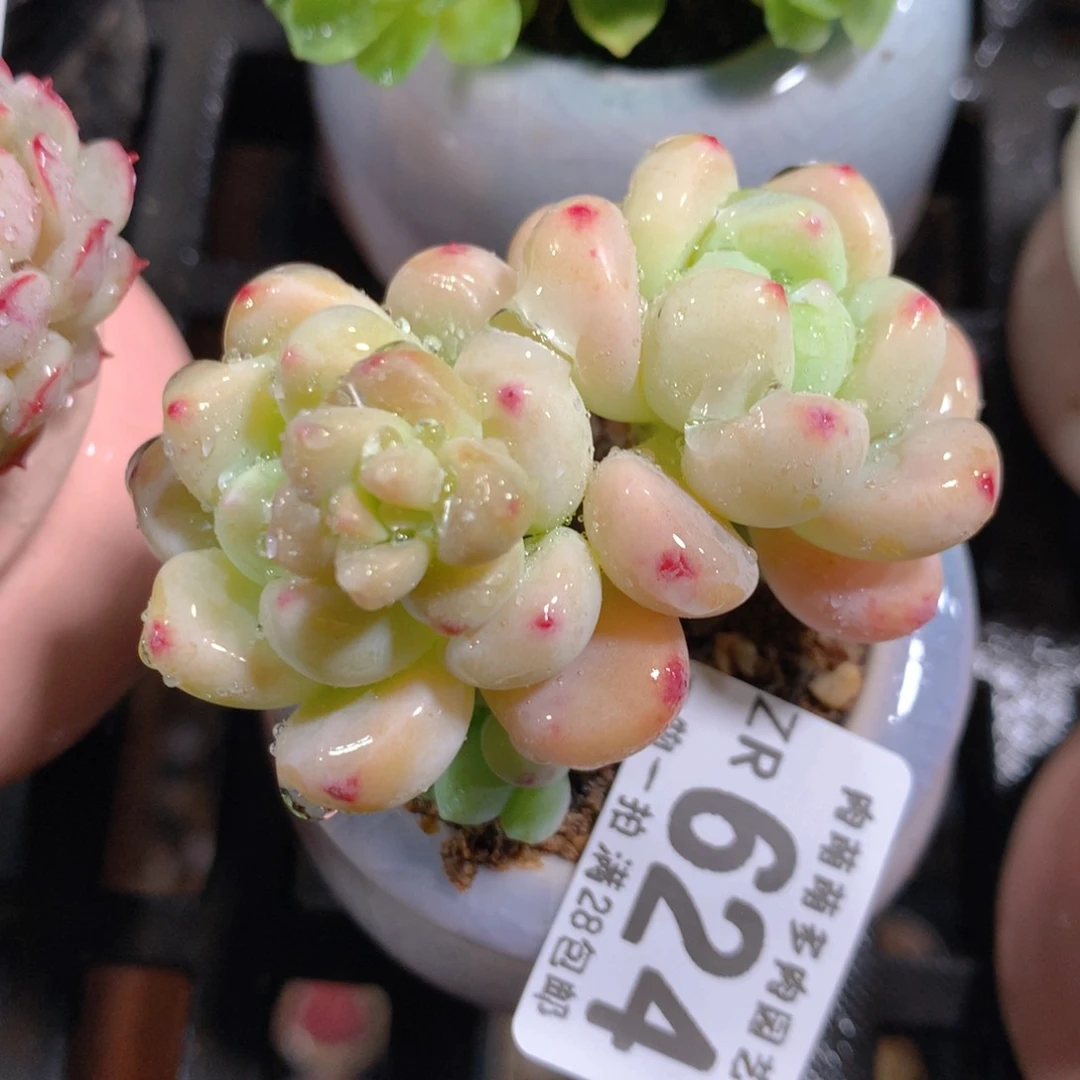 5CM拇指盆精控多肉ZR624