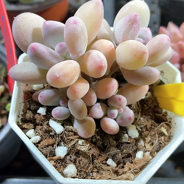 多肉植物彩虹奶936