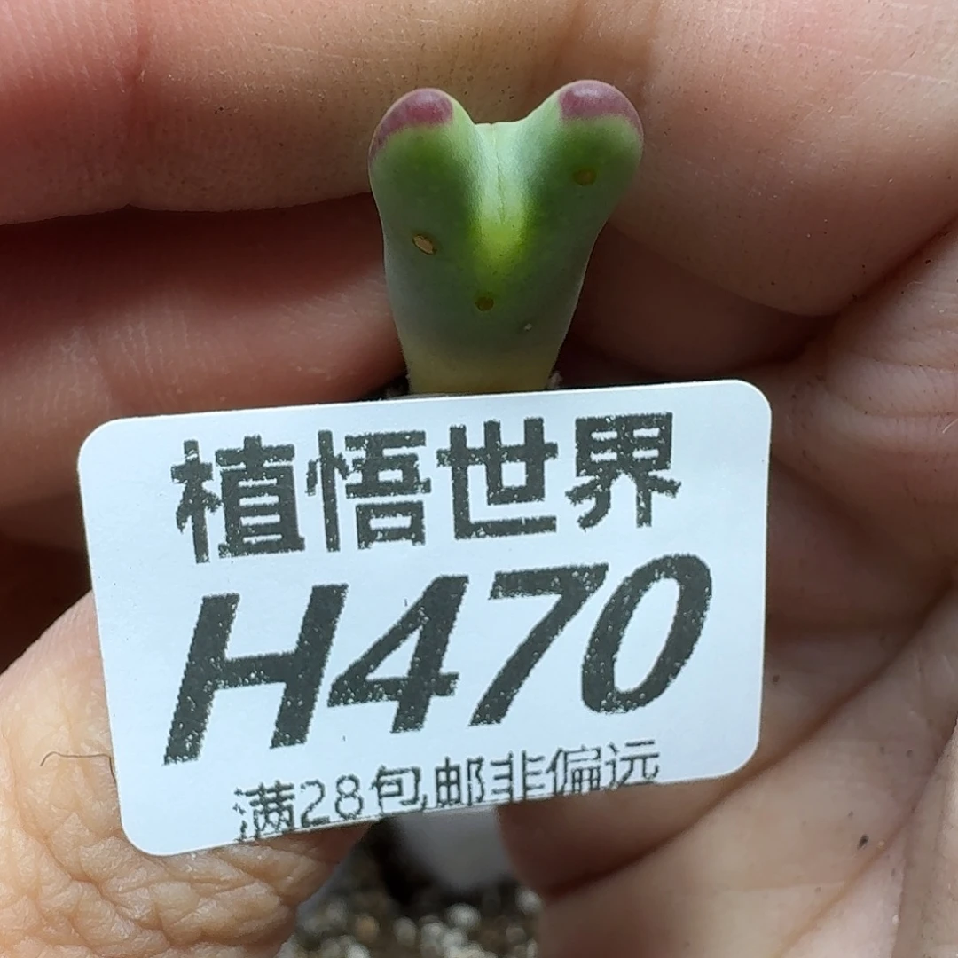 多肉植物的润泽tghj