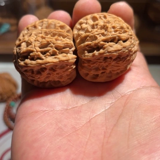 @****正杨系列-正杨白狮子